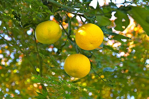 Yuzu and Kabosu: Japan’s citrus culinary&nbsp;treasures