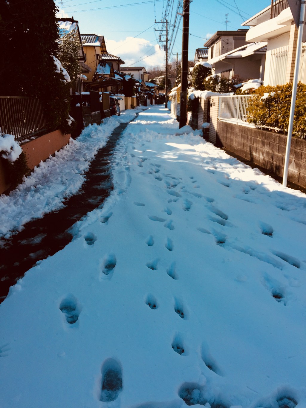 Tokyo Snow and Canadian Winters: musings from an island&nbsp;girl