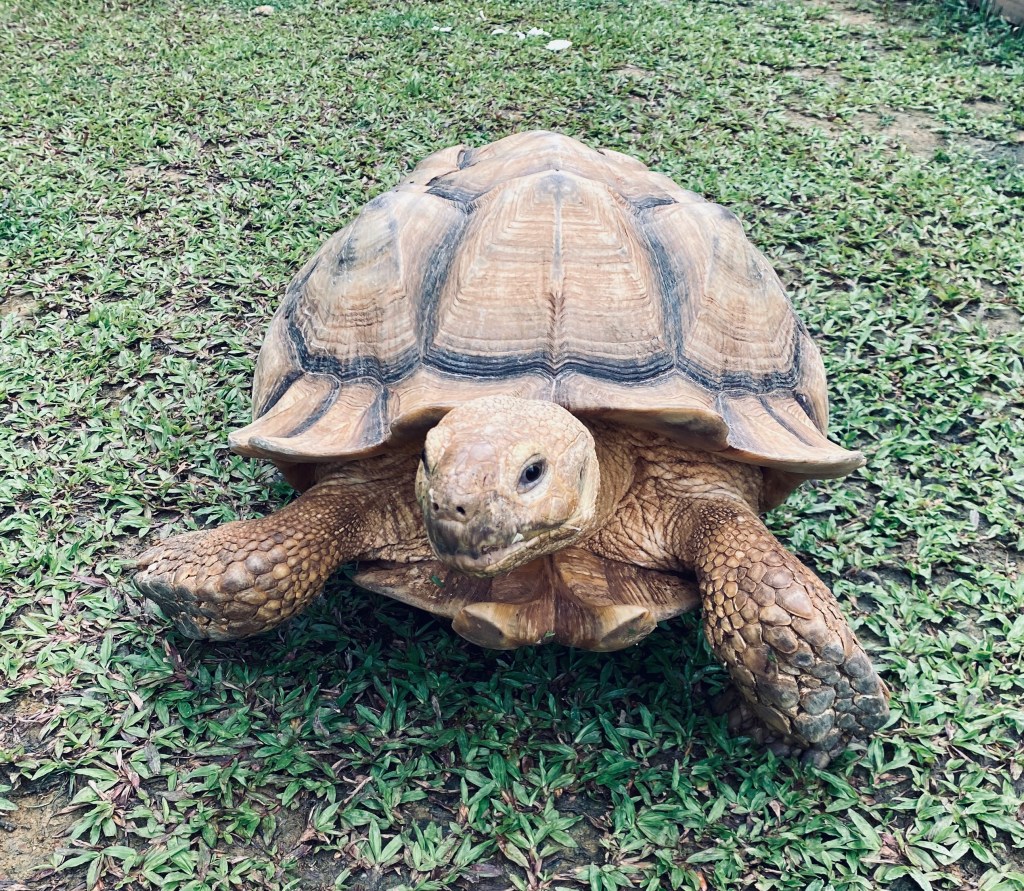 The Tortoise and The Startup | Building a Business&nbsp;Legacy