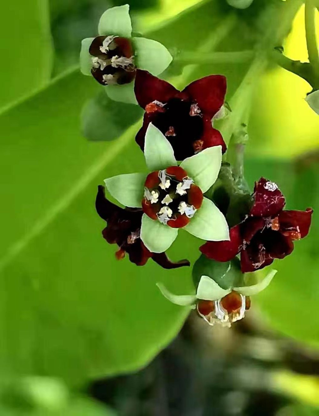 The Lingering Scent of Sandalwood | A Short Story of the Incense Trade&nbsp;Route