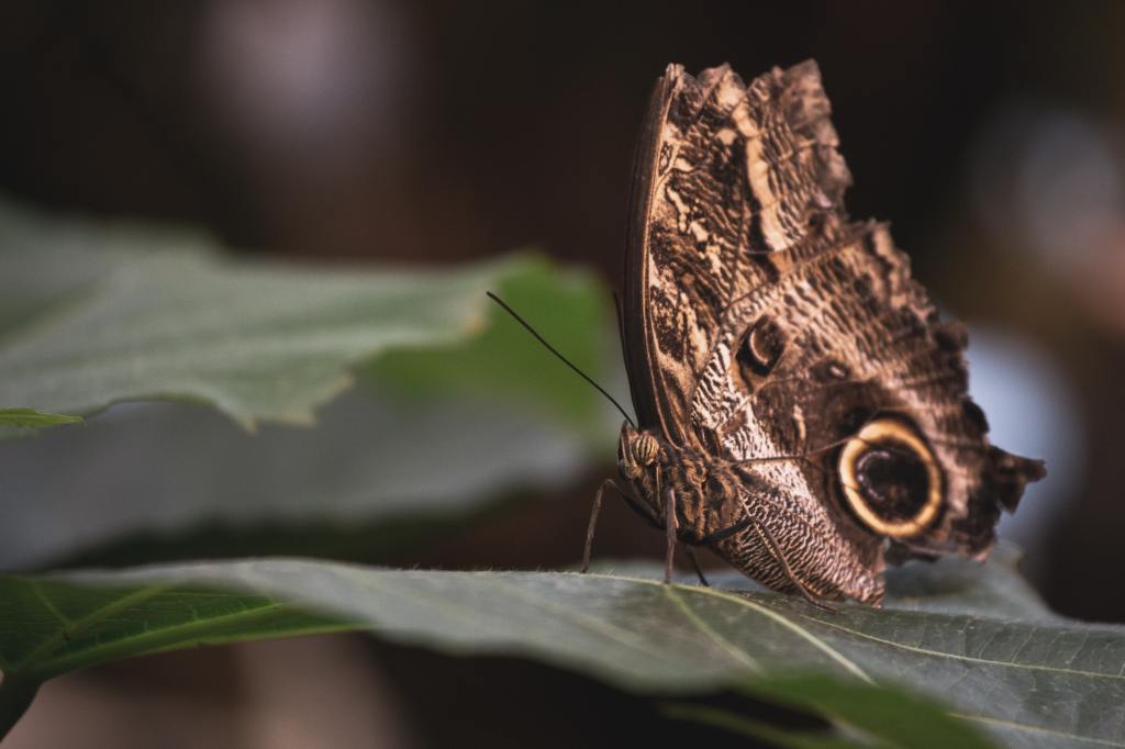 The Wealth Eating Moth | A Story from the Gospel of Matthew