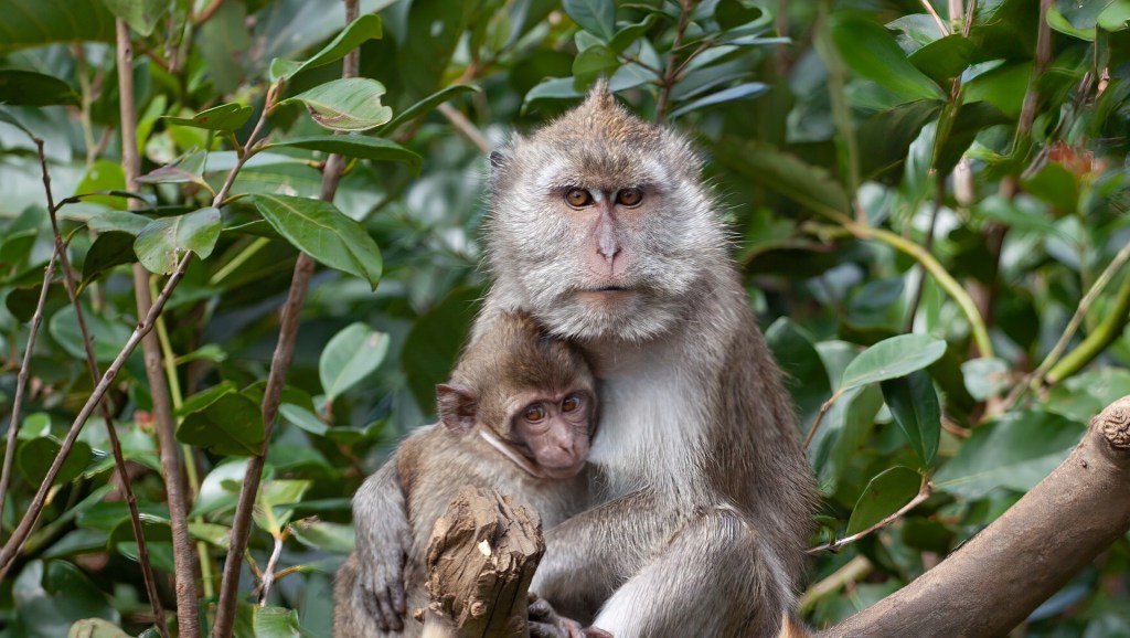 The Long-Tailed Macaque of Sunny Singapore