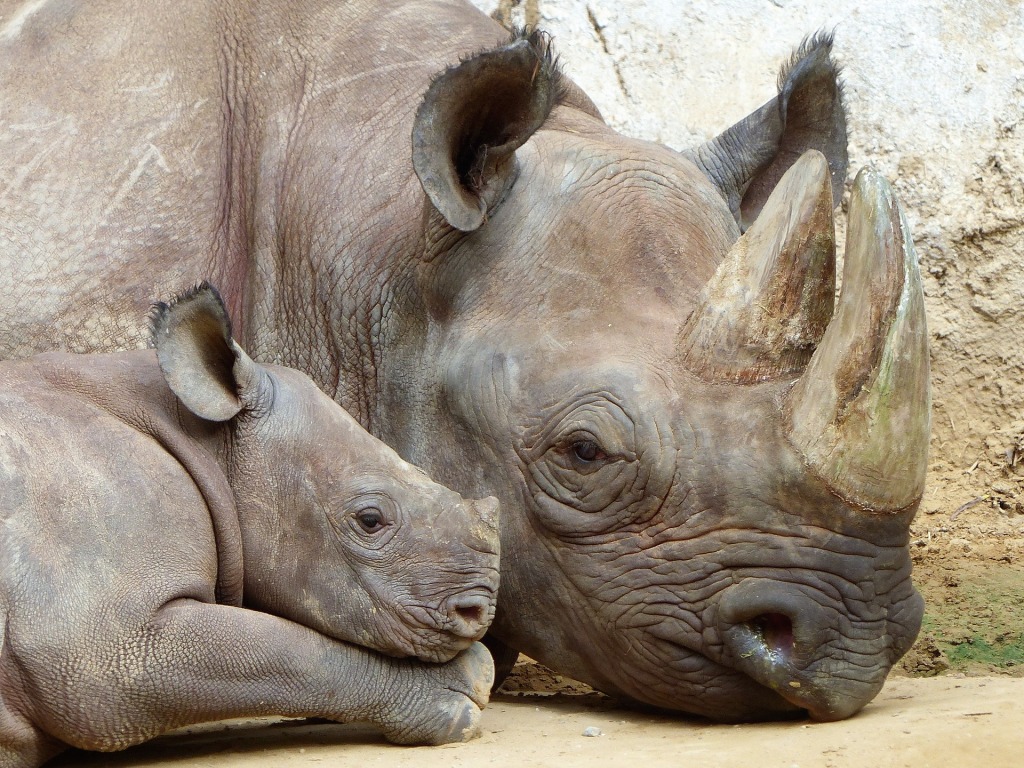 The Running Rhino | The Evolutionary Tale of the Modern Horny Animal