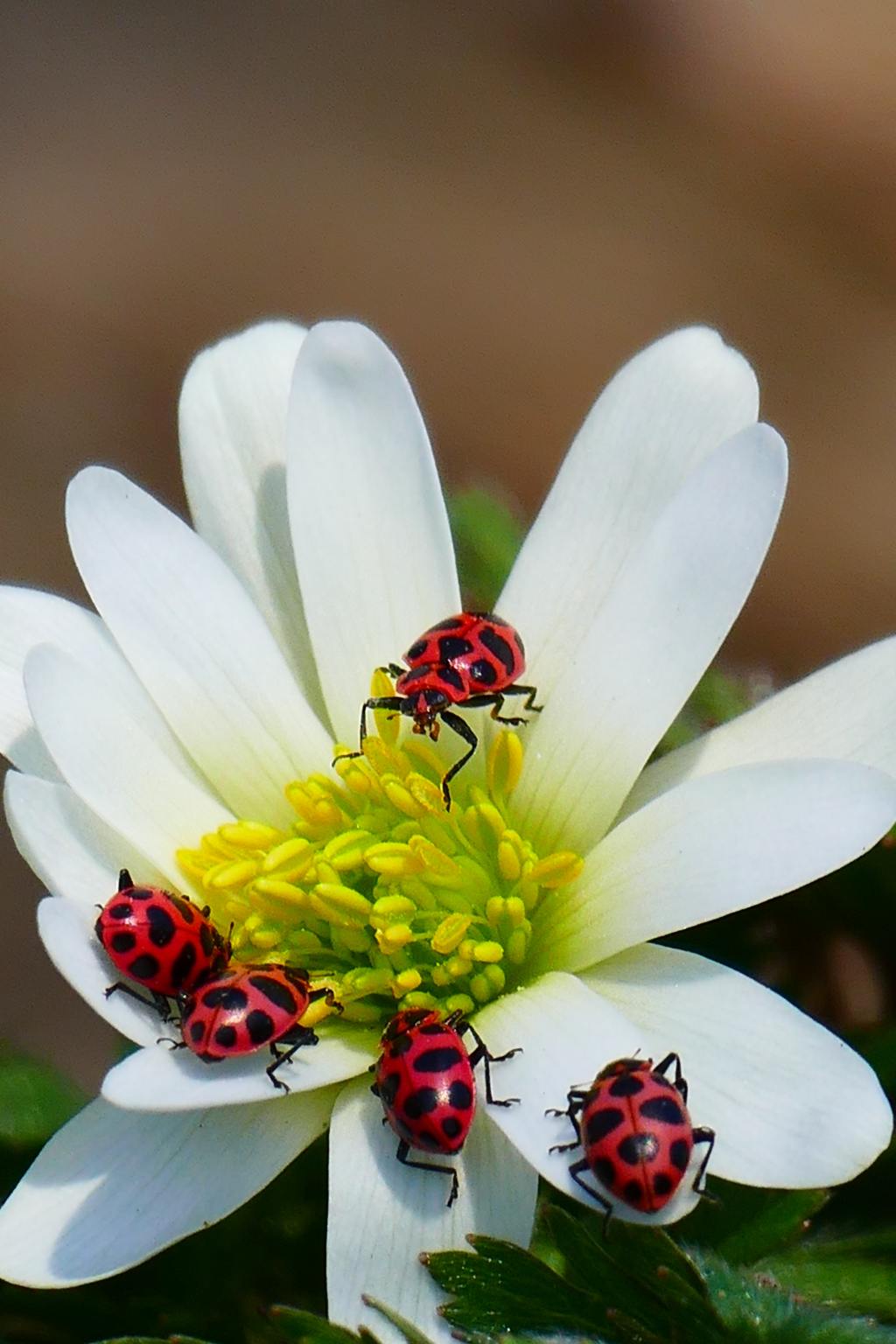The Ladybug | A Good Luck&nbsp;Charm