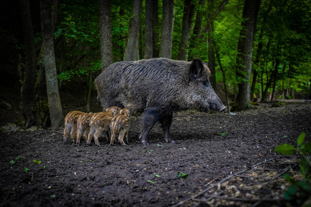 The Wild Boar | Abundant, Fertile and&nbsp;Pragmatic