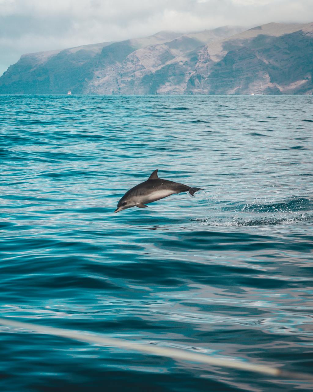 The Dolphin | A Healer of&nbsp;Toxins