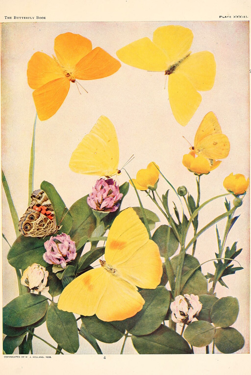 The Butterfly | A Spiritual Symbol of Transcending Our&nbsp;Limitations