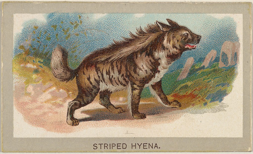 The Aggressive Hyena | Power, Fear and Laughter